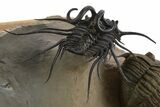 Spectacular Flying Dicranurus Trilobite With Zlichovaspis #334922-1
